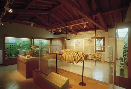 museo-ronca-2-dugongo