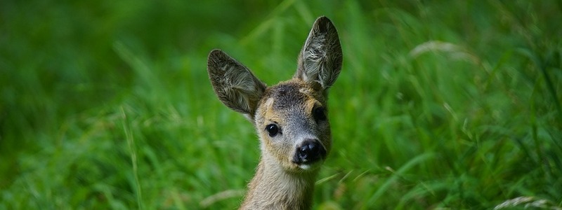 dolomiti-fauna-veneto-atuttoxturismo