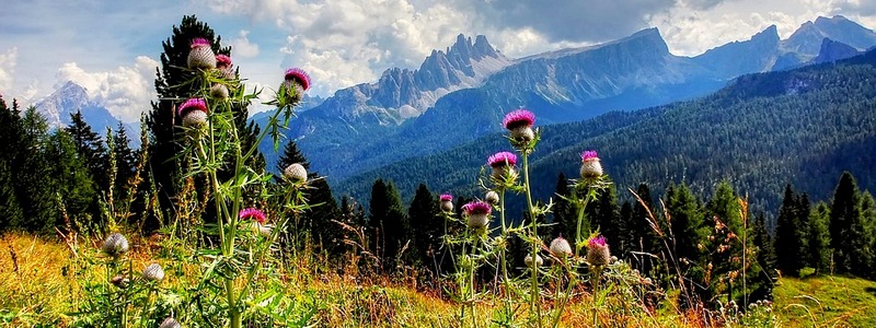 dolomiti-flora-veneto-atuttoxturismo